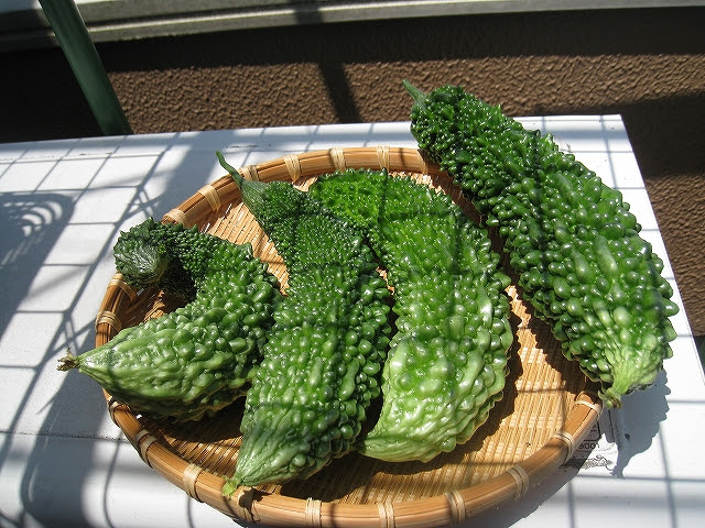 ゴーヤ初収穫 べランダ ハイドロポニック 水耕栽培工房