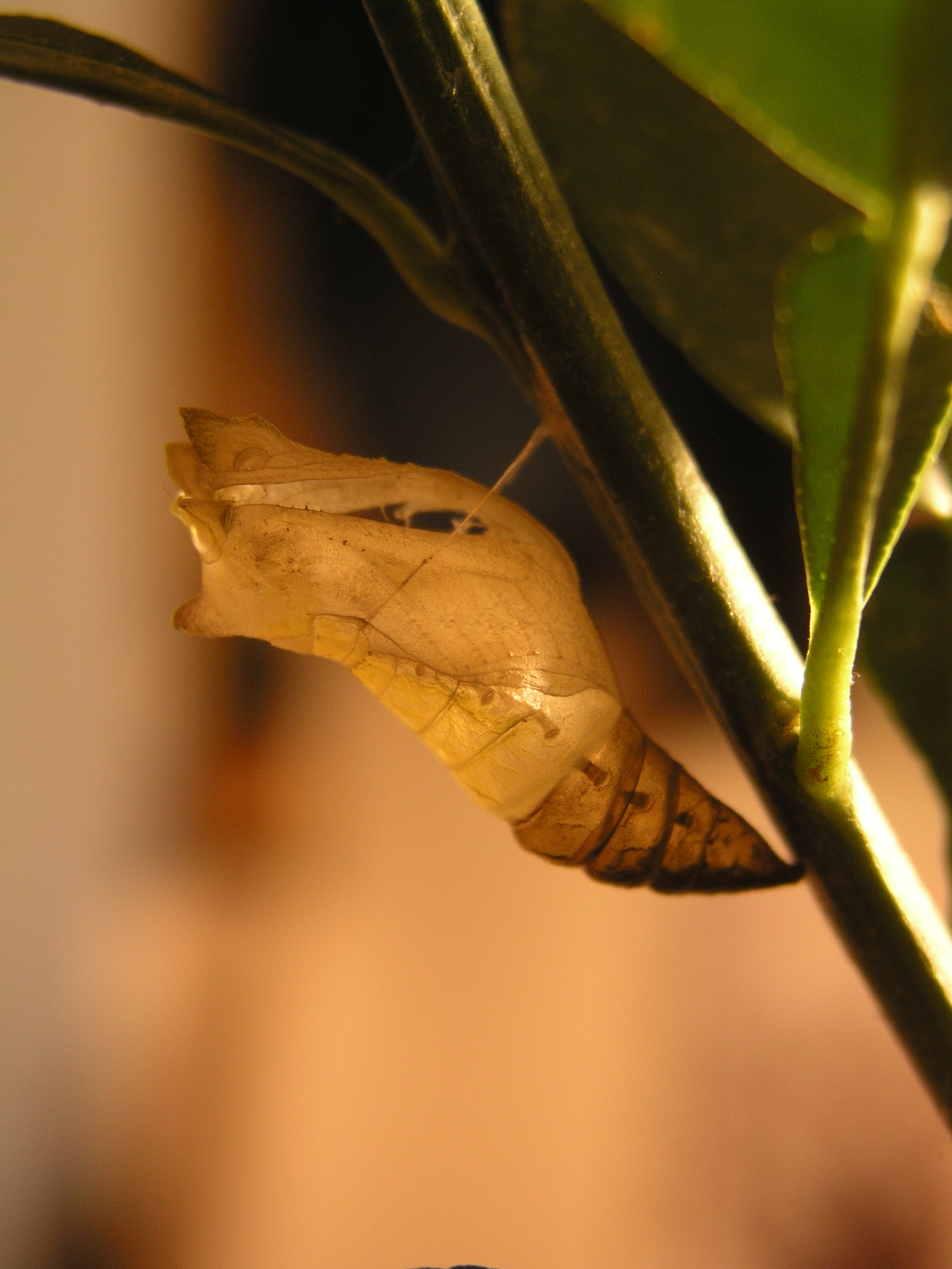 アゲハ蝶 あかり作家 霜触繭子 Mayuko Shimofure