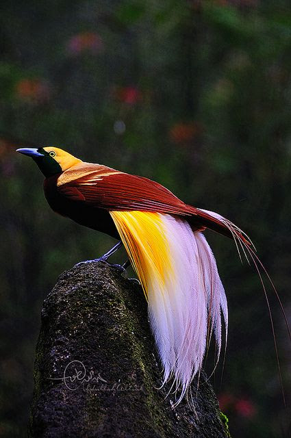 bird of paradise