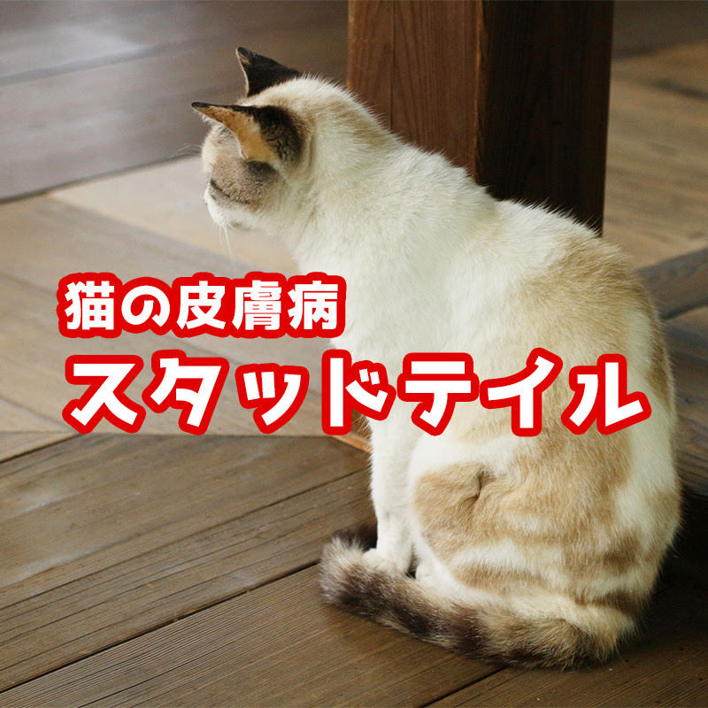 猫の皮膚病 スタッドテイル の症状 原因 対処法は