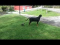 Dog Is Unaware Of The Crow Behind Him. So What The Crow Does To Get His Attention? HILARIOUS!