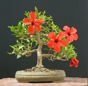 Hibiscus Bonsai