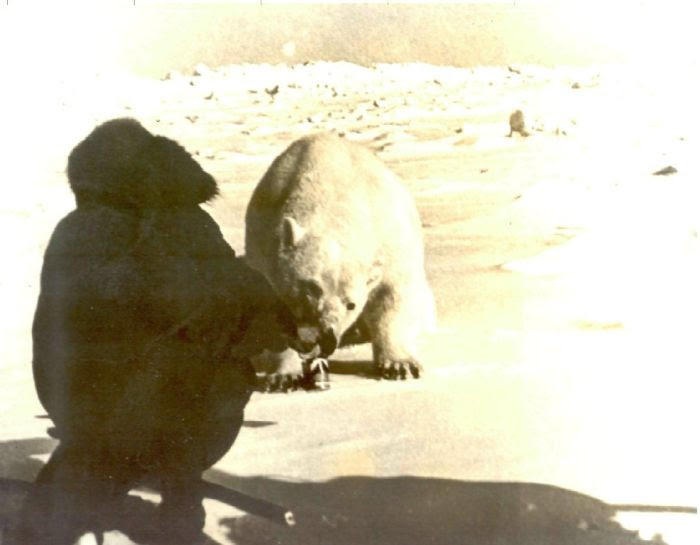 Feeding Polar Bears (12 pics)
