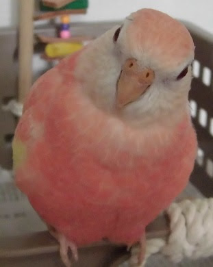 デジカメに苦戦中 セキセイインコとアキクサインコ