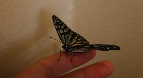 butterfly 3
