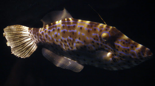 海水魚 サンゴ 熱帯魚 テラリウム 飼育