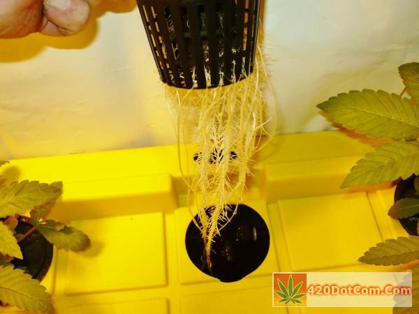 DIY Aeroponics - New High Pressure Aeroponics DIY Plans ...