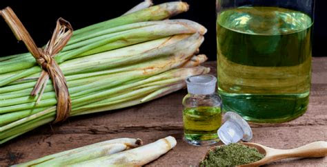 Northwestern areas of the state . Lemongrass #1 Best Care Tips