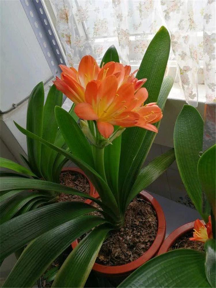 秋天給君子蘭倒盆換土 用這招 花大如拳 幫趣