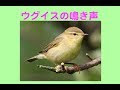 コンプリート！ うぐいす の 画像 113319