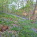 Bluebells Tricket Wood