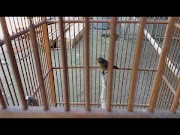Beautifull JENIS BURUNG MASTERAN MURAI BATU YANG BAGUS DAN MURAH, terbaru!