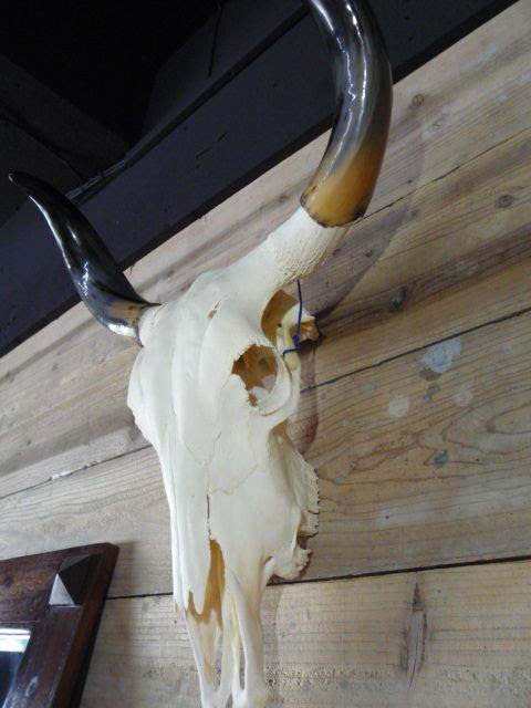 バッファロースカル 水牛の頭がい骨 入荷 格安持ち込み裾直しもやってます ヴァーティゴ Vertigoブログ 愛知県半田市レザーバッグ革財布専門店