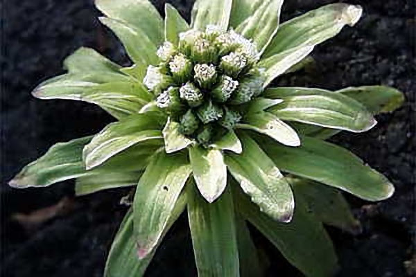 ２月１６日 蕗の薹 ふきのとう ３６６日への旅 誕生花編 今日は誕生花