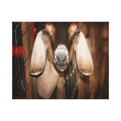 Nubian doe head on getting out of gate canvas print