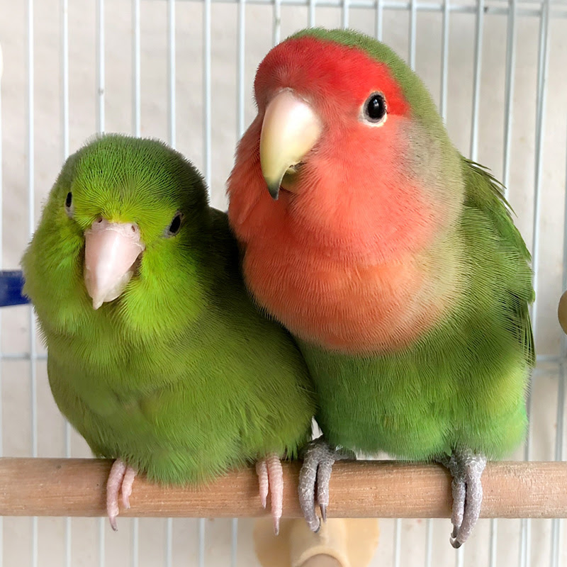 初心者でも大丈夫 ペットにむいている飼育しやすい鳥 珍しい鳥 小動物の総合情報サイト ペットスマイルニュースforスモマル