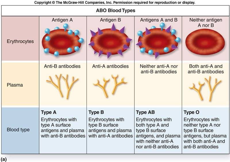 ABO Blood Types with Antigens and Antibodies | Medical ...