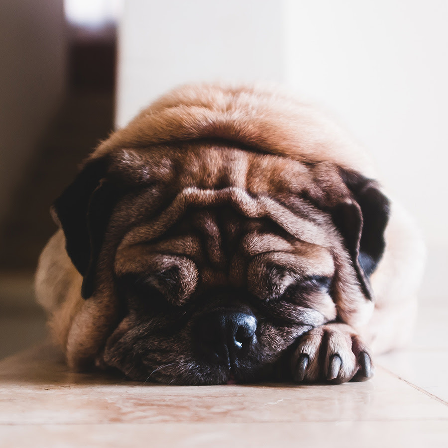 犬が飼い主の後をついてくる理由とは