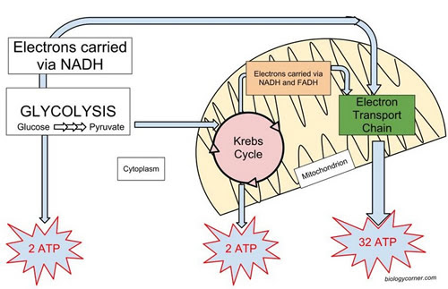 Jstonbraker Licensed For Non Commercial Use Only Cellular Respiration Visual