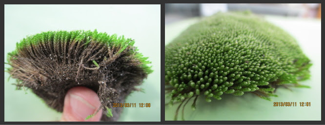 苔の栽培方法 ギンゴケの栽培 日本苔技術協会
