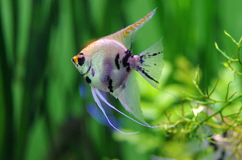 熱帯魚エンゼルフィッシュの種類 何種類いるの 熱帯魚 淡水魚 海水魚の図鑑