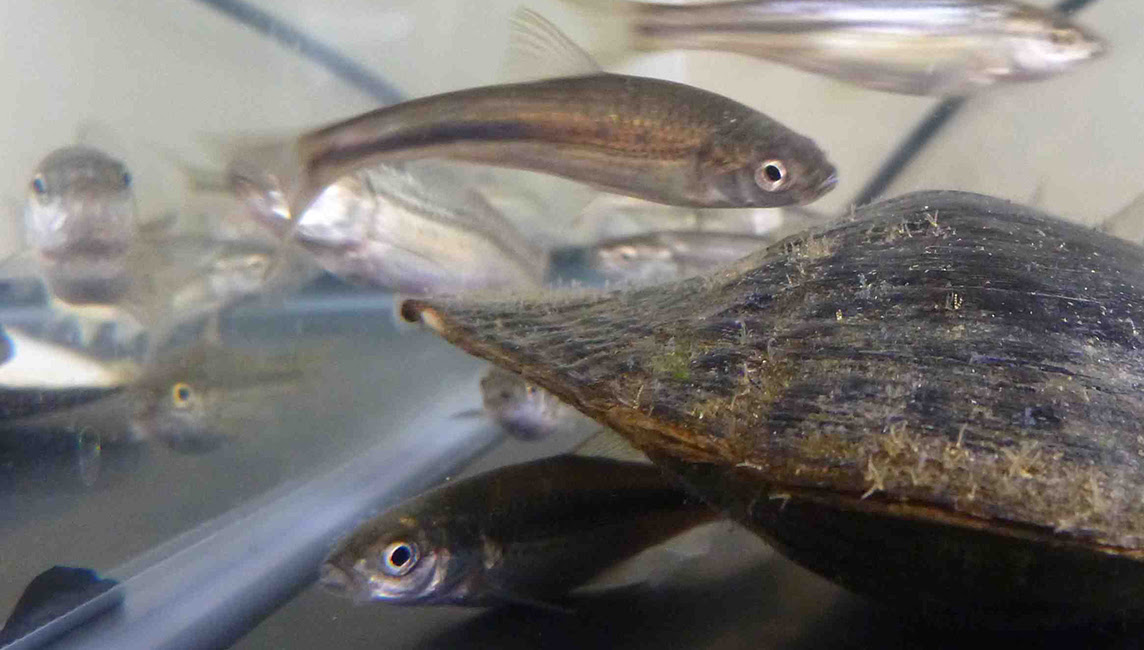 絶滅危惧種 琵琶湖固有種ホンモロコを絶滅から守る 絶滅後でも実験室で精子形成が可能に 立命館大学