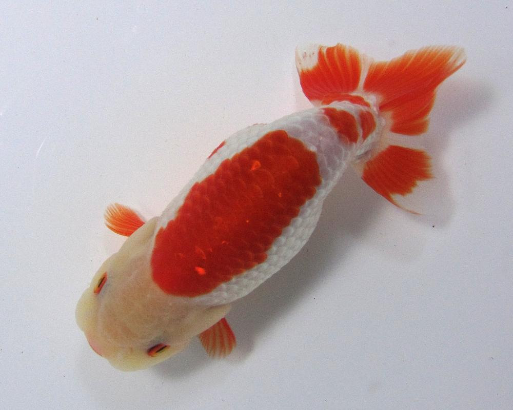 超激安 浜松らんちゅう 金魚 らんちゅうのことなら金魚一道