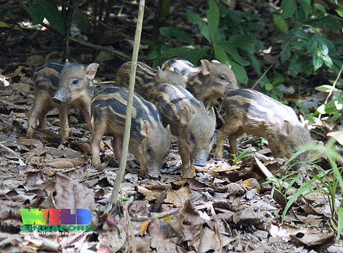 Wild boar piglets (Sus scrofa)