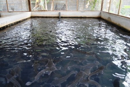 Fish farmers in Lagos lament low production of fingerlings ...