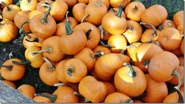 pumpkin patch orange county (800x450)