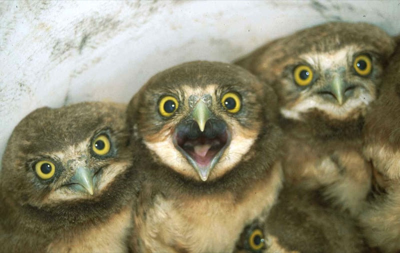 owlbaby.jpg