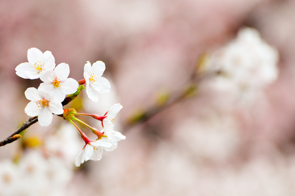 フリー画像 花 フラワー 桜 サクラ フリー素材 画像素材なら 無料 フリー写真素材のフリーフォト