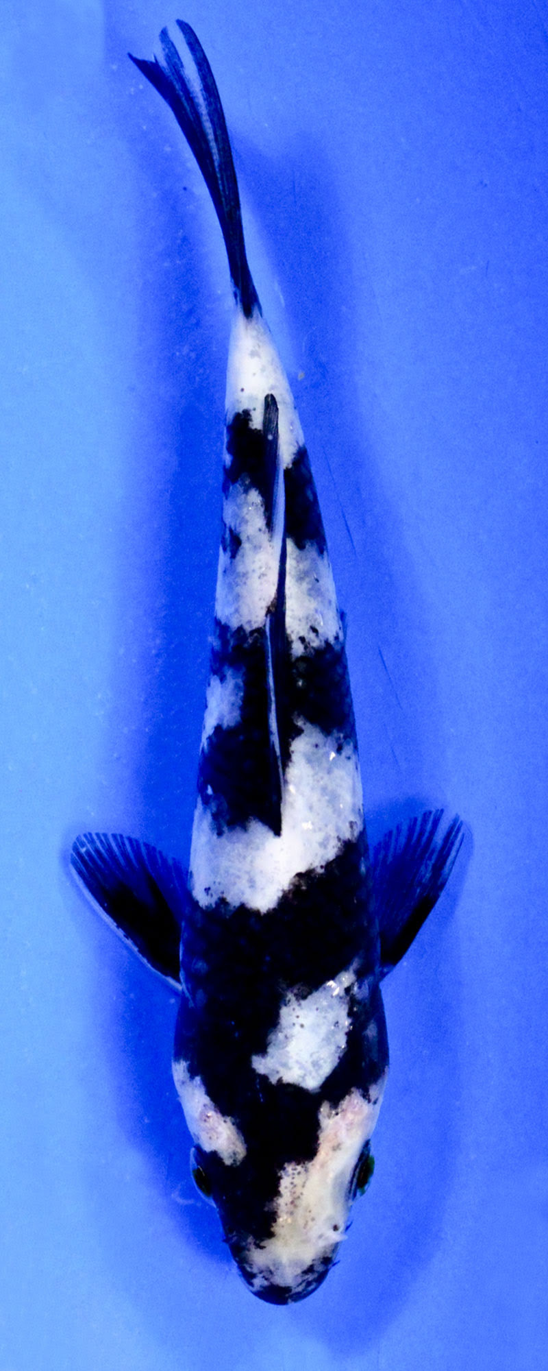 Koi Variety Guide | Blue Ridge Fish Hatchery