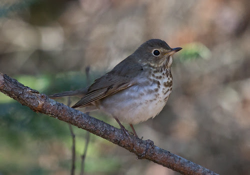 Swainson's Thrush