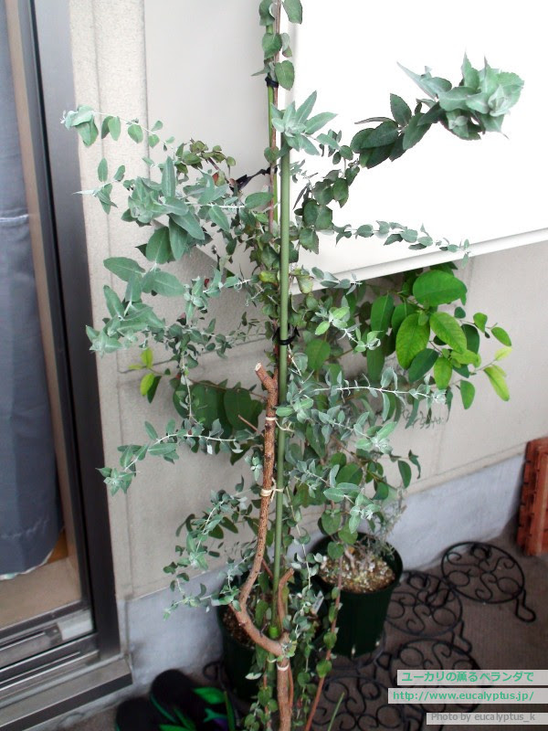 ユーカリの薫るベランダで またまた水切れ 今度はcrenulata