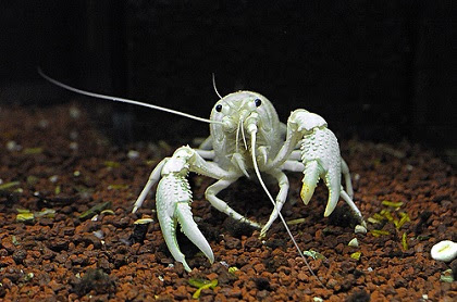 世界のアルビノ生物大図鑑50種 ライオンからダンゴムシまで白い神秘をご堪能あれ きになるうさみみ