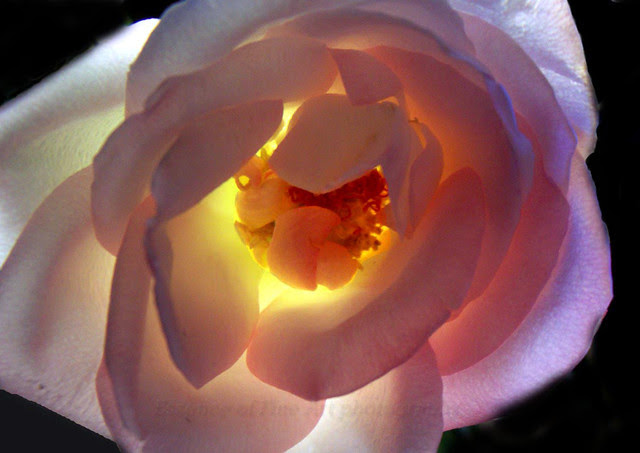 lightwithin