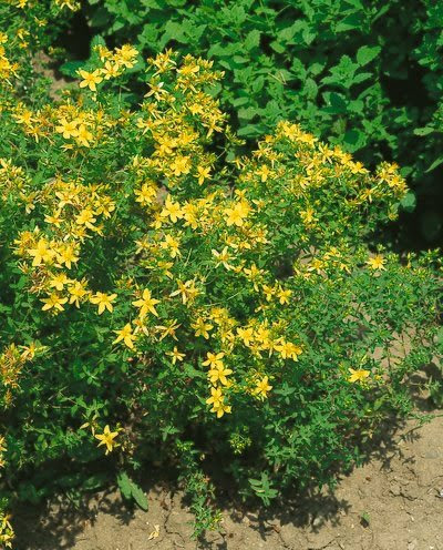 St. John's Wort Seeds - Hypericum Perforatum - .05 Grams - Approx 400 Gardening Seeds - Herb Garden Seed On Sale