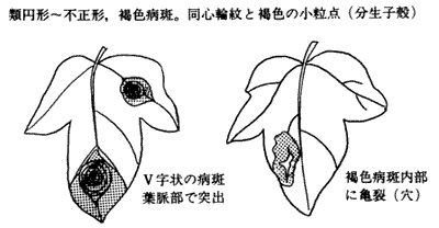 花卉病害虫 アサガオの絵目次