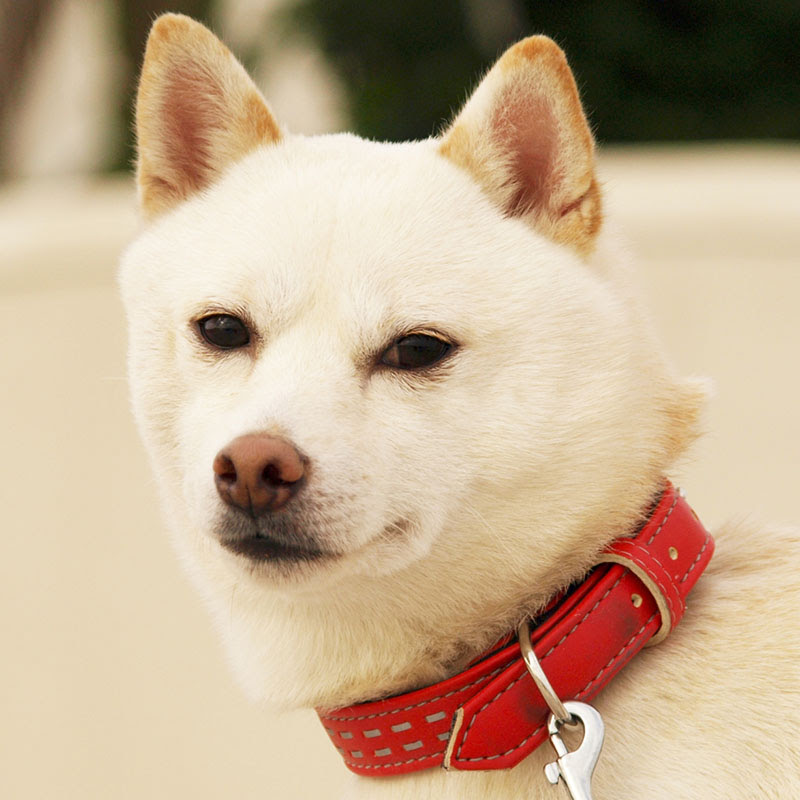 犬の首輪をつけっぱなしにしていませんか 首輪の正しい使い方と選び方 犬の総合情報サイト ペットスマイルニュースforワンちゃん