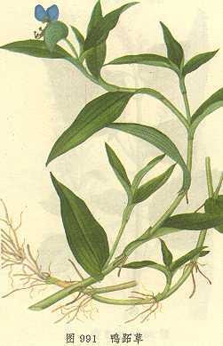 鸭跖草 竹叶菜 竹节菜 三角草 鸭仔草 功效图片用法 蜘蛛网 中药百科
