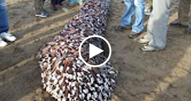 [VIDEO] Tanda Kiamat??? Benarkah Makhluk Misterius Ini Sebagai Tanda-Tanda Kiamat .??