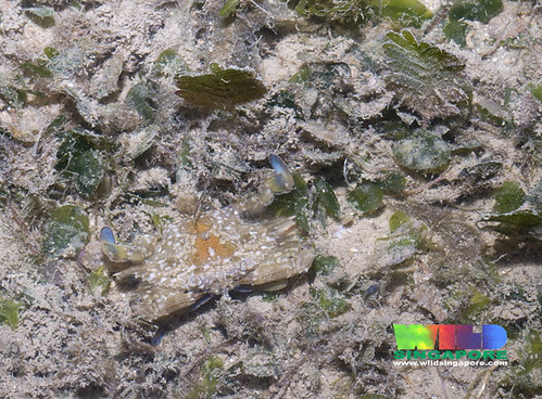 Life in seagrass meadows: Baby flower crab (Portunus pelagicus)