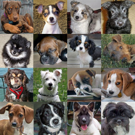 dog breeds list with pictures. for the top 10 dog breeds!