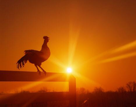Resultado de imagen para gallo sol