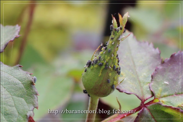 薔薇の森 バラの害虫と天敵