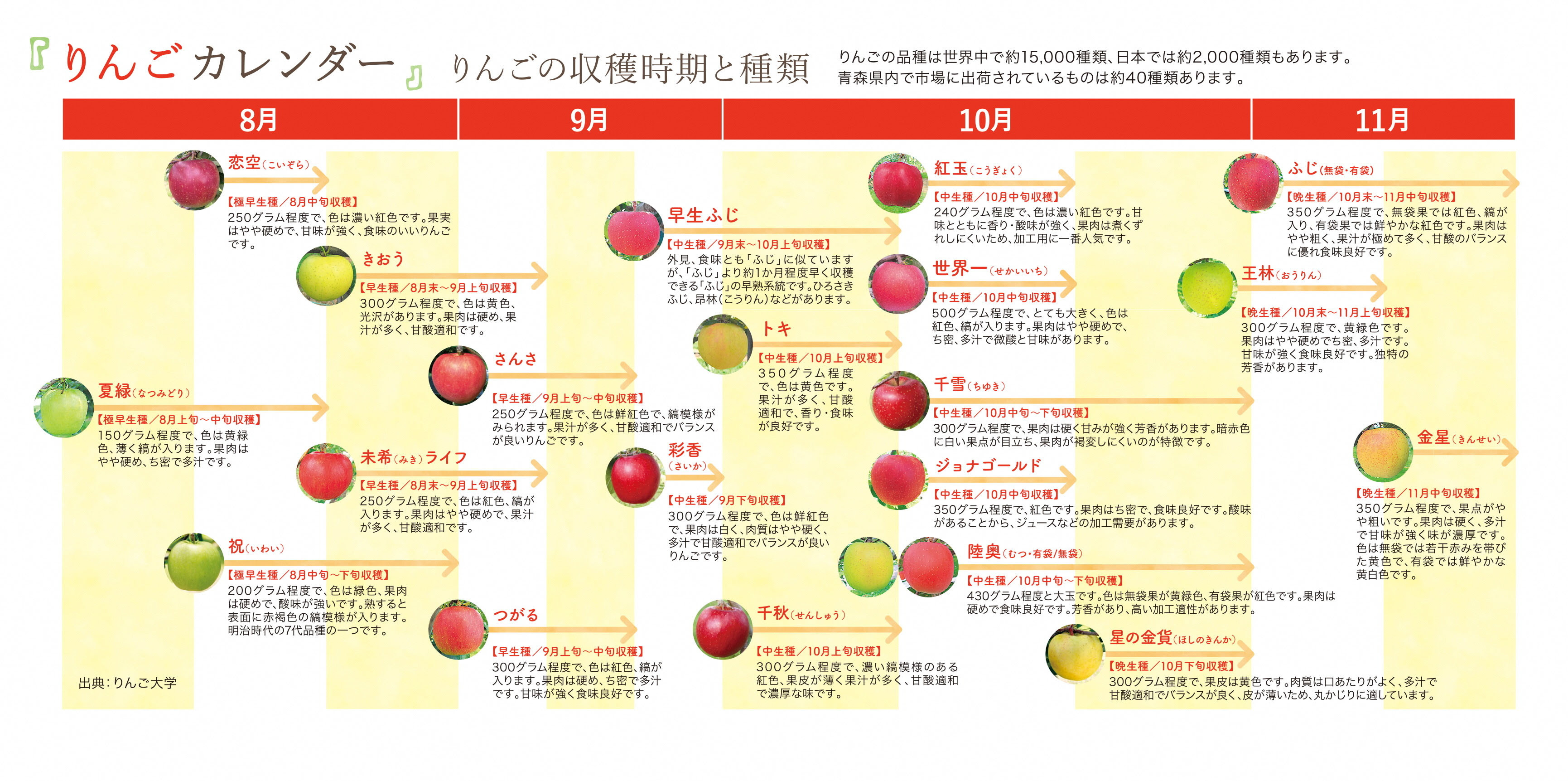 りんごの収穫時期 りんご公園