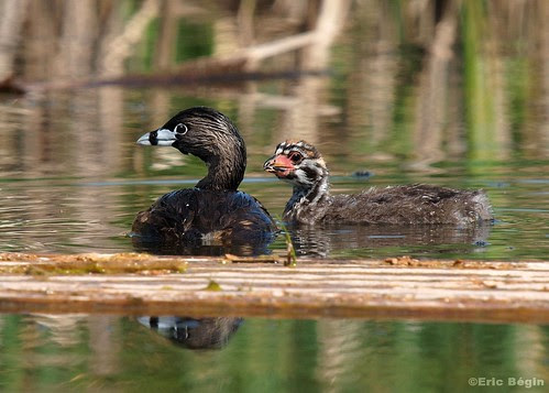 photo contest nature