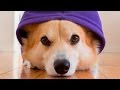 Cute Dogs wearing Clothes #124