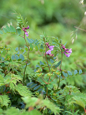 イブキノエンドウ 植物検索 撮れたてドットコム